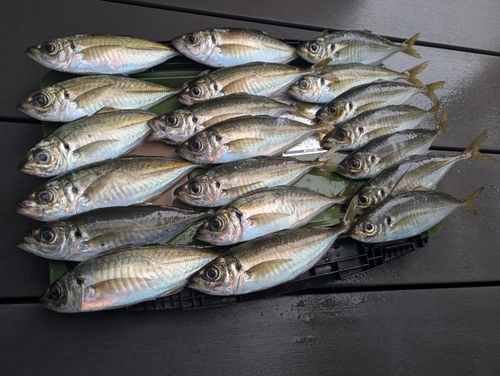 アジの釣果
