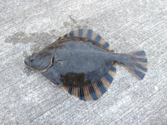 ヌマガレイの釣果