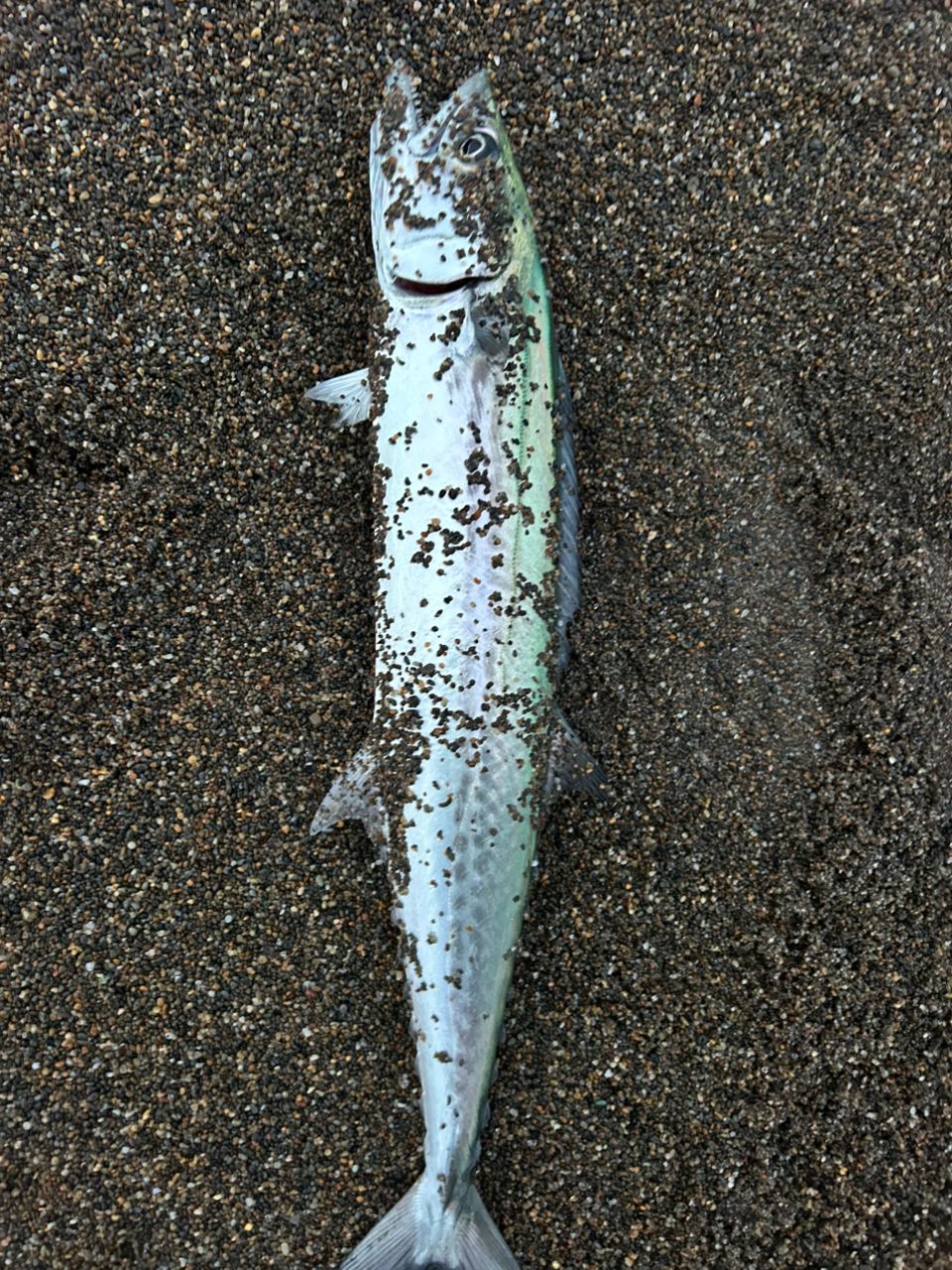 20ルナミス　S100ML シマノ ルナミス S100ML LUNAMIS シーバスロッド - 最安値・価格比較