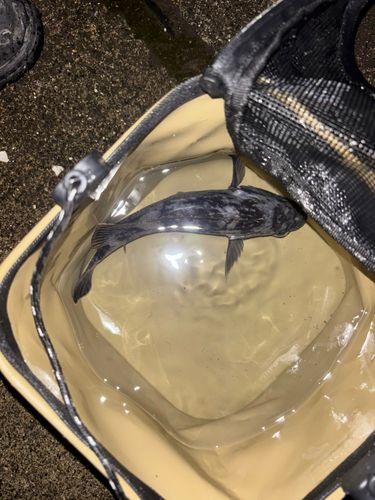 クロソイの釣果