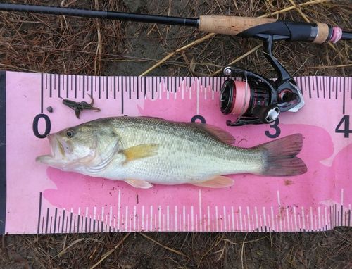 ブラックバスの釣果
