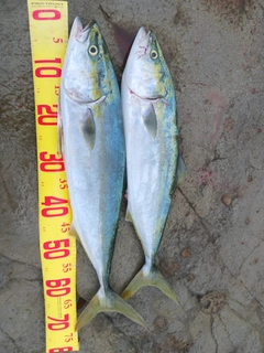 ワラサの釣果