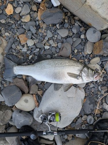 ヒラスズキの釣果