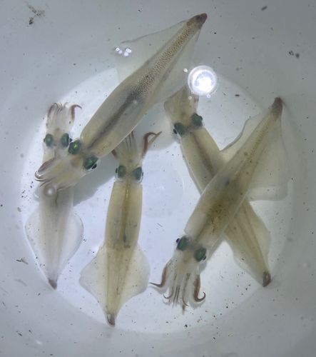 ヤリイカの釣果