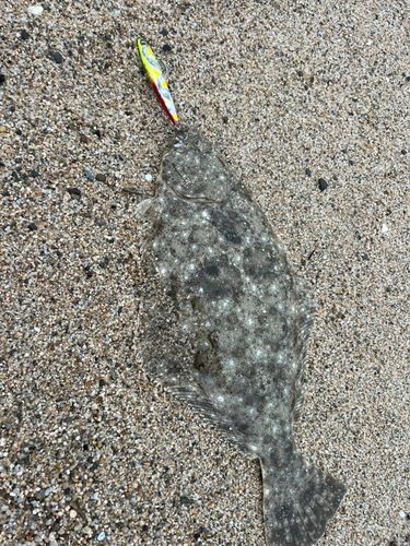 ヒラメの釣果