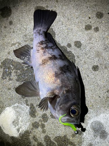 メバルの釣果