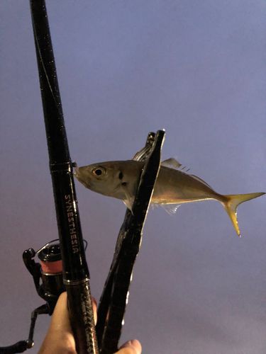 東京湾（アクアライン〜富津）