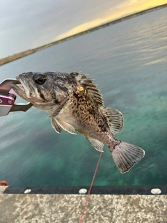 タケノコメバルの釣果
