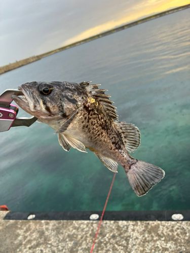 タケノコメバルの釣果