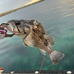 タケノコメバル