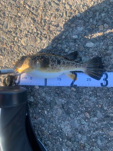 ヒガンフグの釣果