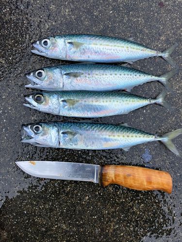 サバの釣果