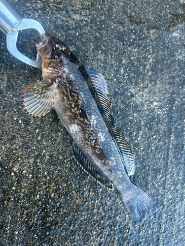 アイナメの釣果