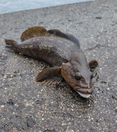 アイナメの釣果