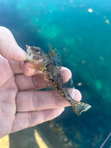 アナハゼの釣果