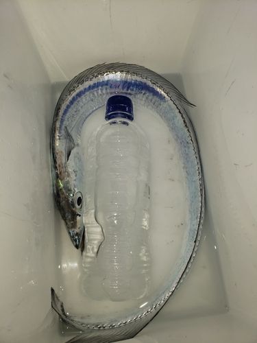 タチウオの釣果