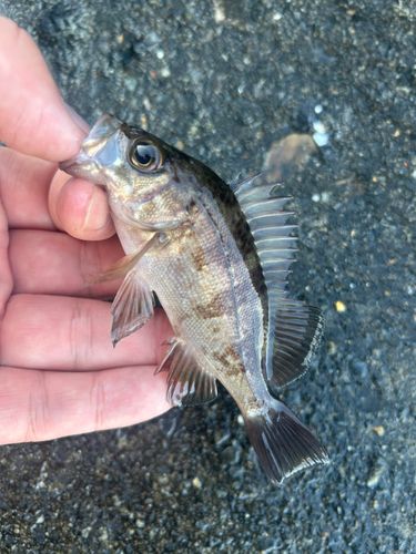 船越湾（岩手）