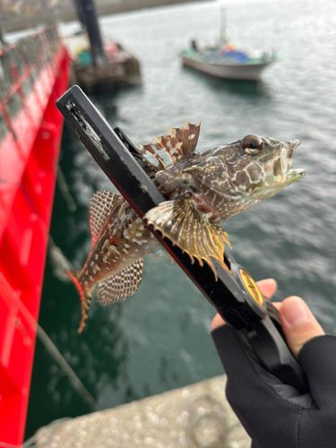 アサヒアナハゼの釣果