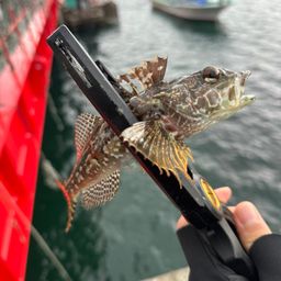 アサヒアナハゼ