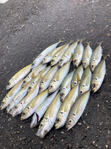 アジの釣果