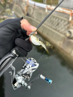 クサフグの釣果