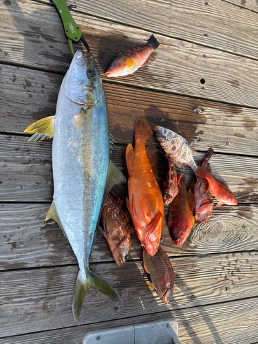 キジハタの釣果