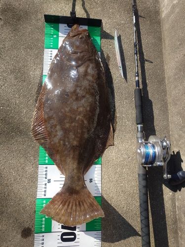 ヒラメの釣果
