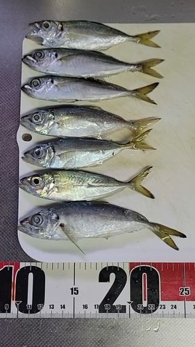 アジの釣果