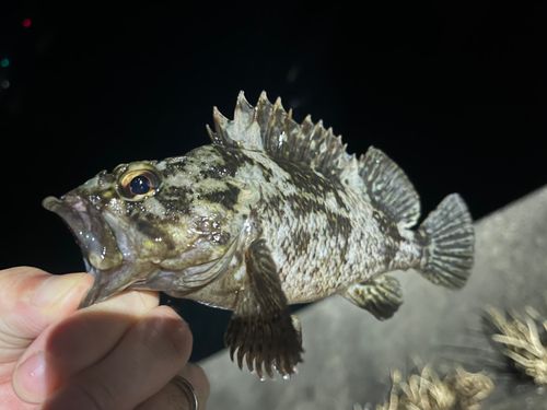 ムラソイの釣果