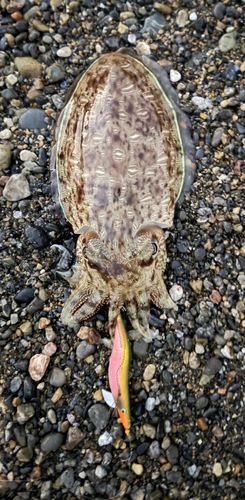 アオリイカの釣果