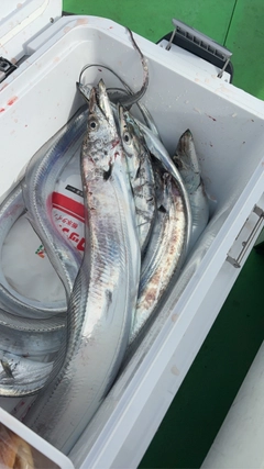 タチウオの釣果