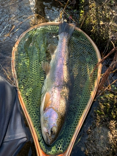 ニジマスの釣果