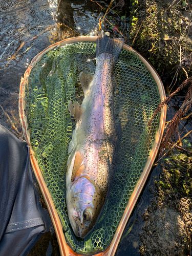 ニジマスの釣果