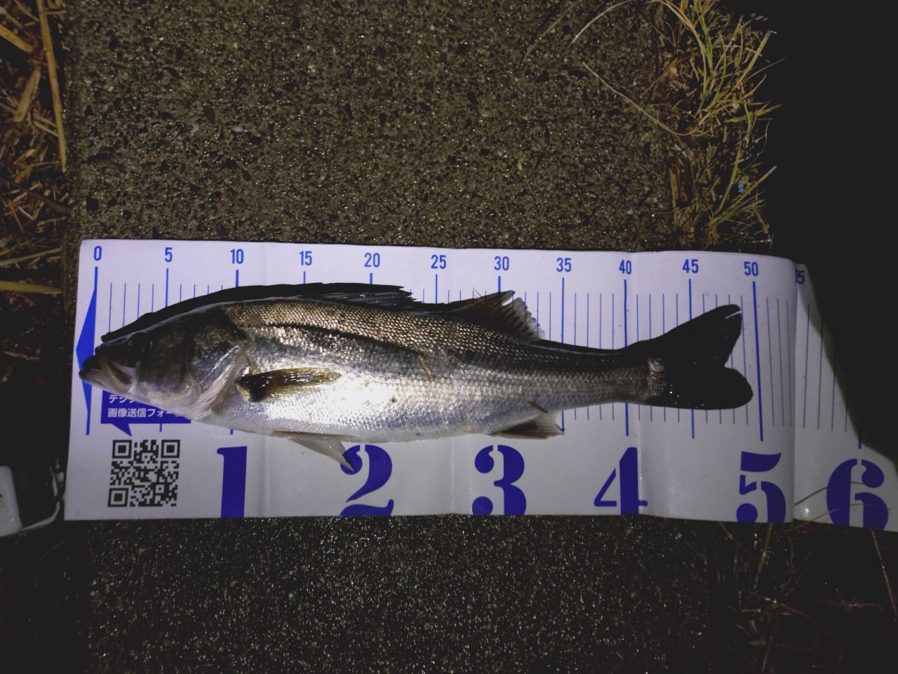 フッコ（マルスズキ）