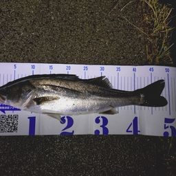 フッコ（マルスズキ）