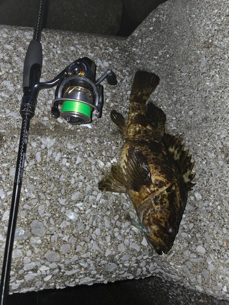 タケノコメバル