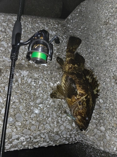 タケノコメバルの釣果