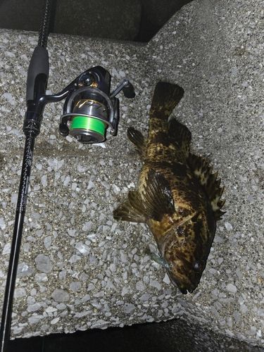 タケノコメバルの釣果