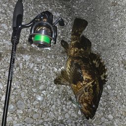 タケノコメバル