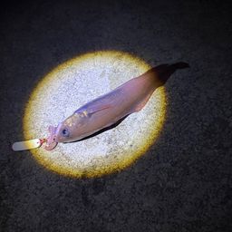 エゾイソアイナメ