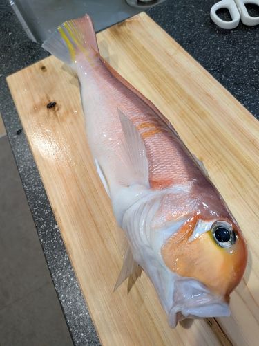 アカアマダイの釣果