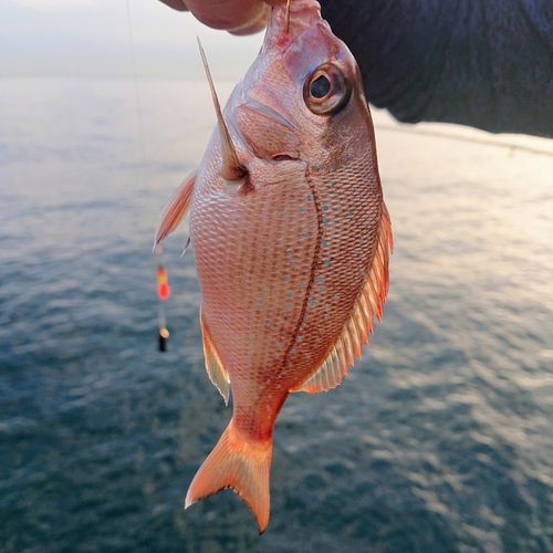 平磯海づり公園