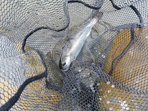 ニジマスの釣果