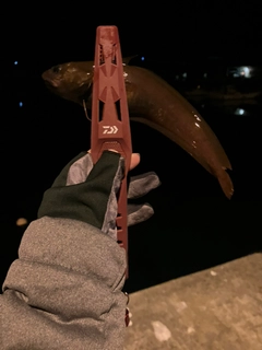 エゾイソアイナメの釣果