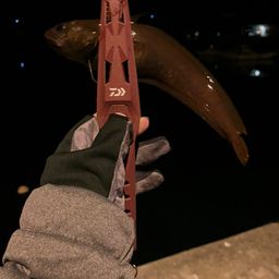 エゾイソアイナメ