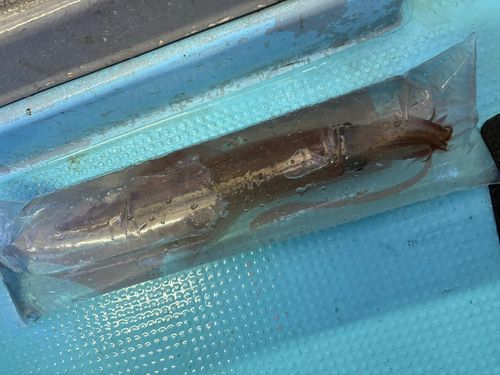 ヤリイカの釣果