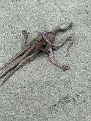 金沢水際線緑地（福浦岸壁）