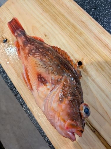 ウッカリカサゴの釣果