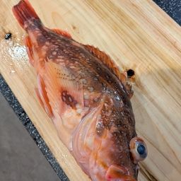 ウッカリカサゴ