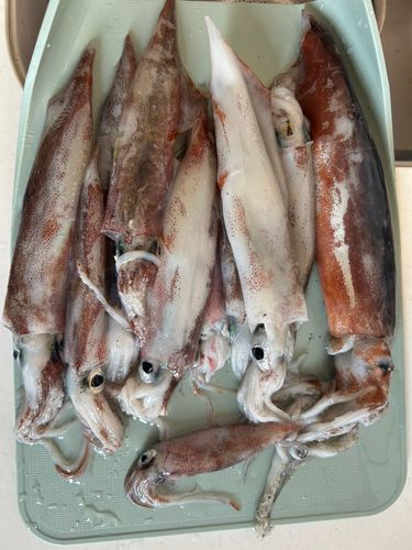 イカの釣果